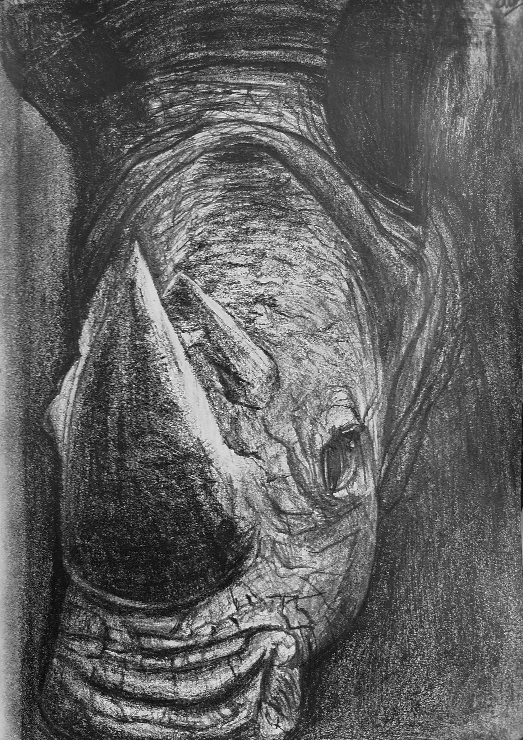 Rhino