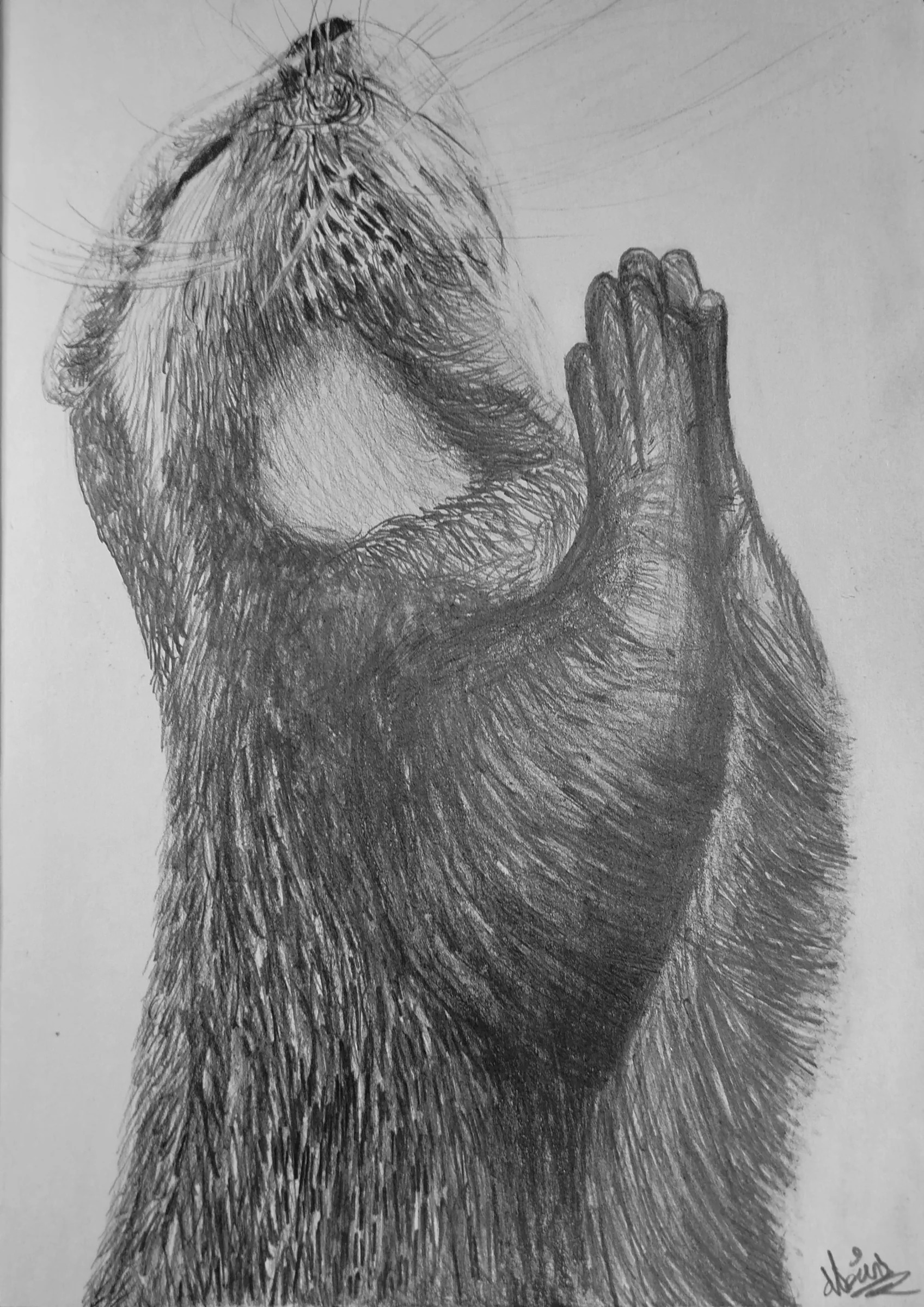 Sainte-loutre N°02