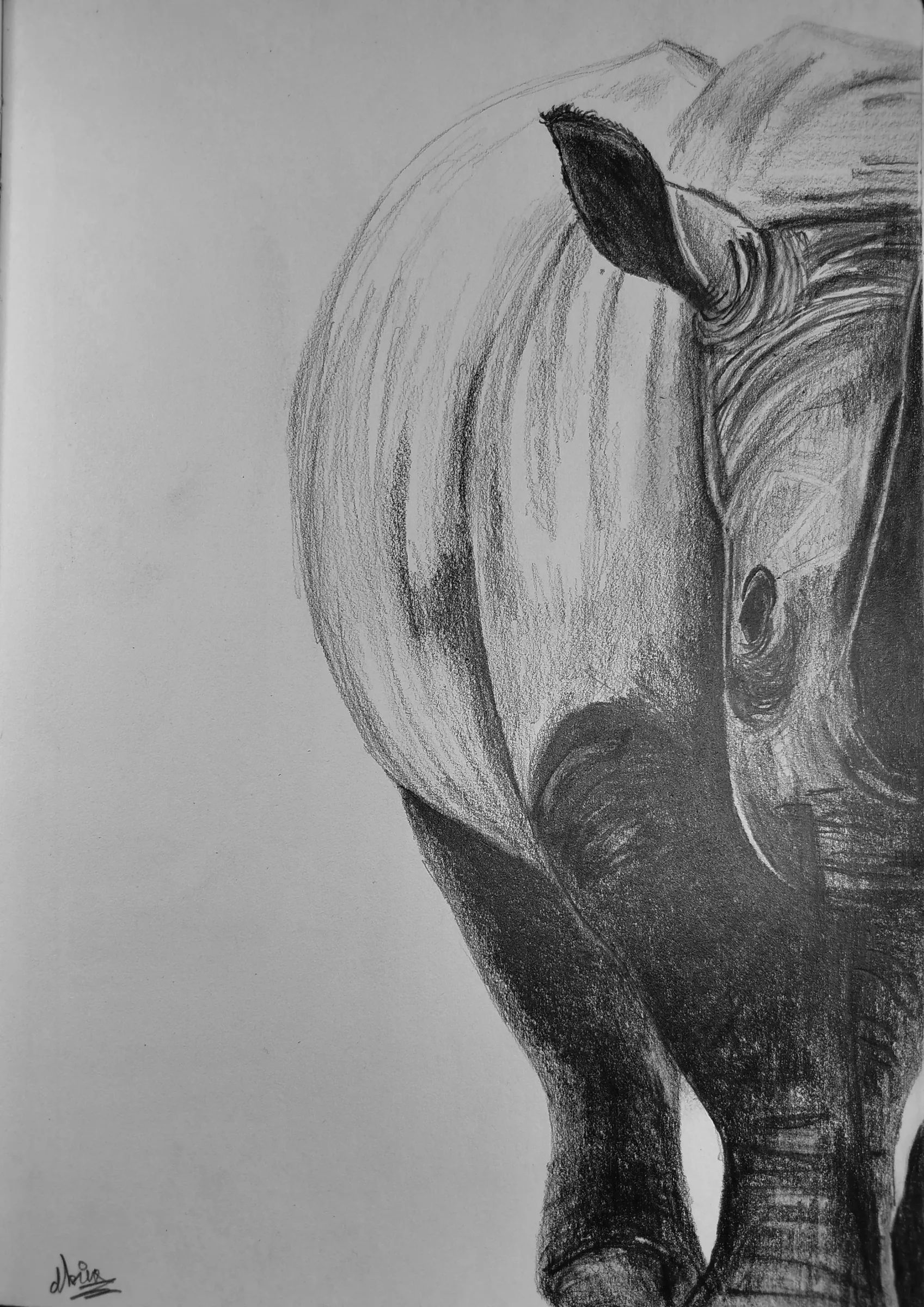 Rhino N°02