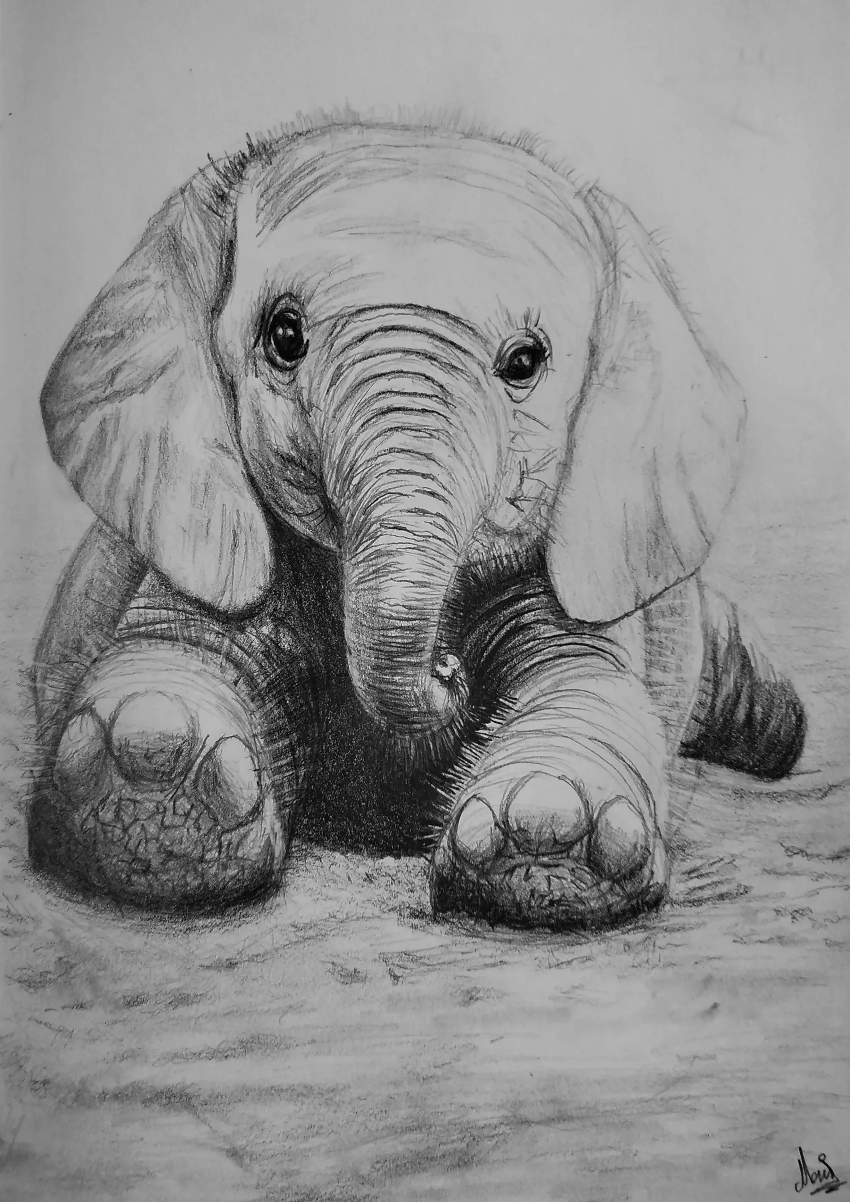 Elephant N°02